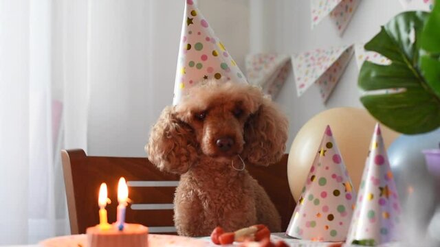 apricot poodle dog celebrates its birthday with cake, bones and candles