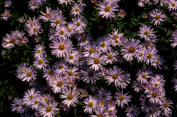 Aster, aster dumosus  'Silberblaukissen'