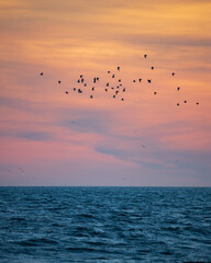A large flock of seabirds flying over the ocean, with a colorful dusk sky in the background. 