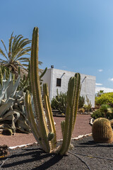 Fototapeta premium Cactus in the garden of the Museo del Queso Majorero in Antigua, Fuerteventura in Spain in summer.