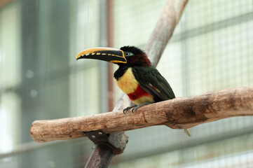 The beauty of the bird Chestnut-eared aracari, or Chestnut-eared araçari (Pteroglossus castanotis) perching on top of the wooden stick
