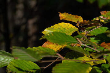 Buchen Blätter grün und  gelb im Herbst Detail