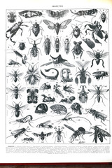 Vintage collection of different insects hand drawn / Antique engraved illustration from from La Rousse XX Sciele  © Basicmoments