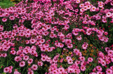 Aster, Aster novae angliae 'Alma Postschke'