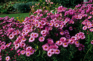 Fototapeta premium Aster, Aster novae angliae 'Alma Postschke'