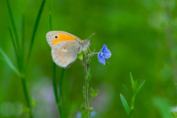 butterfly sits on a small blue wildflower