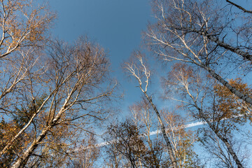 Birken im Moor Im Herbst mit blauem Himmel und Wolken in Herbstfarbe