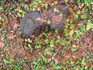 moss tree stump forest rain cold