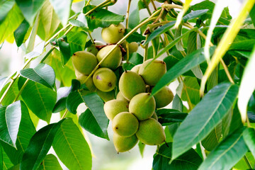 Green young fruits of a walnut in a green shell on a tree.