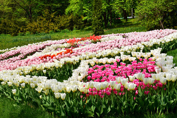  tulips of different colors and varieties