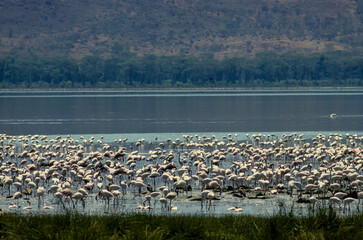 Flamant nain,. Phoeniconaias minor, Lesser Flamingo, Lac Bogoria, Kenya