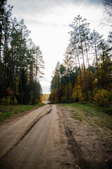 autumn sandy road in gold forest 