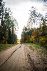 autumn sandy road in gold forest 