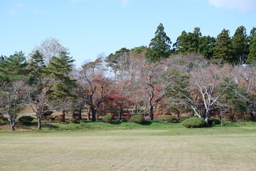 おいらせ　いちょう公園