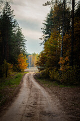 autumn sandy road in gold forest 