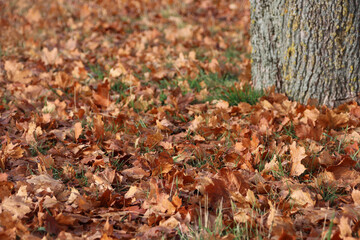 autumn leaves on the ground