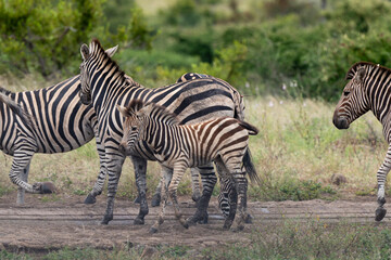 Zèbre de Burchell,.Equus quagga burchelli, Parc national Kruger, Afrique du Sud