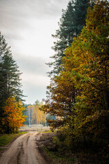 Obraz premium autumn sandy road in gold forest 