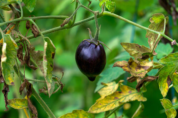 A rare variety of black tomatoes that ripens on a branch in a greenhouse.