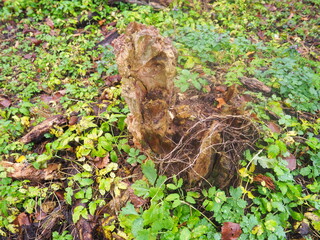 stump in the forest old manor forest greenery autumn