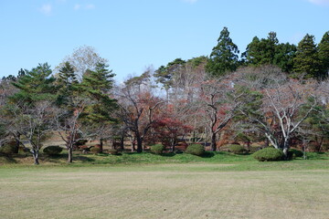 おいらせ　いちょう公園