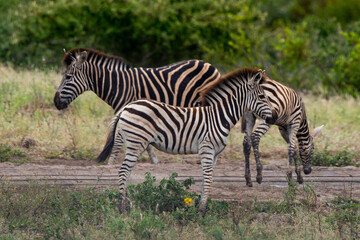 Fototapeta na wymiar Zèbre de Burchell,.Equus quagga burchelli, Parc national Kruger, Afrique du Sud