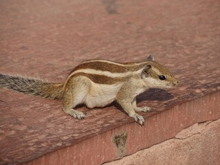 A chipmunk lays still on a concrete pathway at a garden