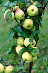 Fresh yellow apples on the branches in the garden.