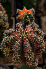 cactus garden desert