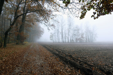 Foggy road on the egde of a forest.