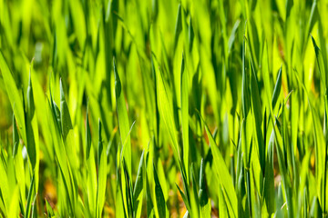 farmer's field , Eastern Europe