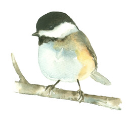 Bird painting Chickadee Tit Watercolor on branch hand drawn illustration isolated on white background