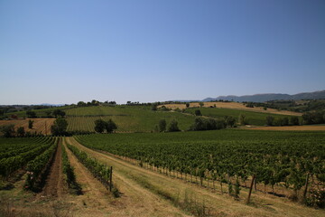 Fototapeta na wymiar Vineyards in the countryside of Umbria, Italy