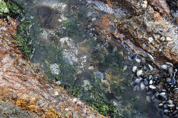 Sea Anemones and mussles in open nature, in the rocks by the Atlantic ocean. It is low tide. Yzerfontain, West coast of South Africa, Africa.  