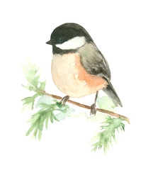 Bird Chickadee Tit Watercolor painting on branch hand drawn illustration isolated on white background
