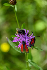 Geo-Pfad bei Achenkirch in Tirol Österreich