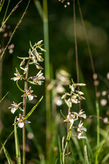 Geo-Pfad bei Achenkirch in Tirol Österreich