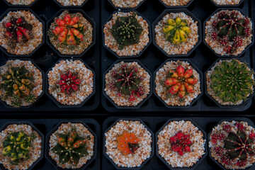 cactus garden desert