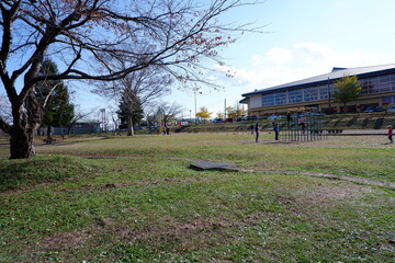 おいらせ　いちょう公園