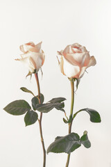 Close-up of two roses, isolated on white background