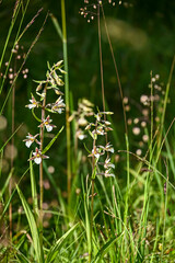 Geo-Pfad bei Achenkirch in Tirol Österreich