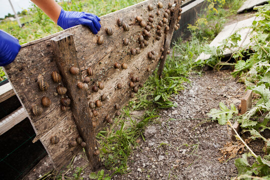 Helix Aspersa Muller, Maxima Snail, Organic Farming, Snail Farming, which grows edible snails on wooden snails boards, a worker shows a way to grow and feed snails, only human hands are visible.