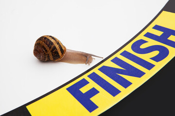 snail racing team (running, competition) slowly crawl five snails on the starting line, left,...