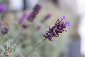 close up of lavender flower