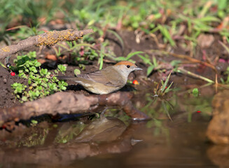 Close-up photo of a Eurasian blackcap male and female (Sylvia atricapilla) feeding and bathing. Birds sit on a branch in the pool on a beautiful blurred background.
