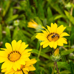 The honey bee is working