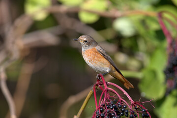 The common redstart female (Phoenicurus phoenicurus) is photographed in close-up sitting on a branch against a blurred background. Soft morning light