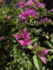 Beautiful Bougainvillea (Bougainvillea glabra) Flowers in Garden