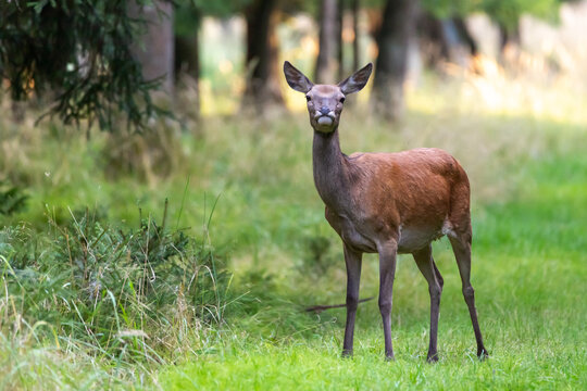 Rothirschkuh im Naturpark Sch&ouml;nbuch