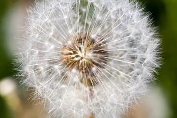 Fototapete details of white fresh dandelions © rsooll